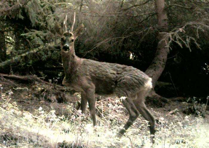 Can animals hear camera traps?