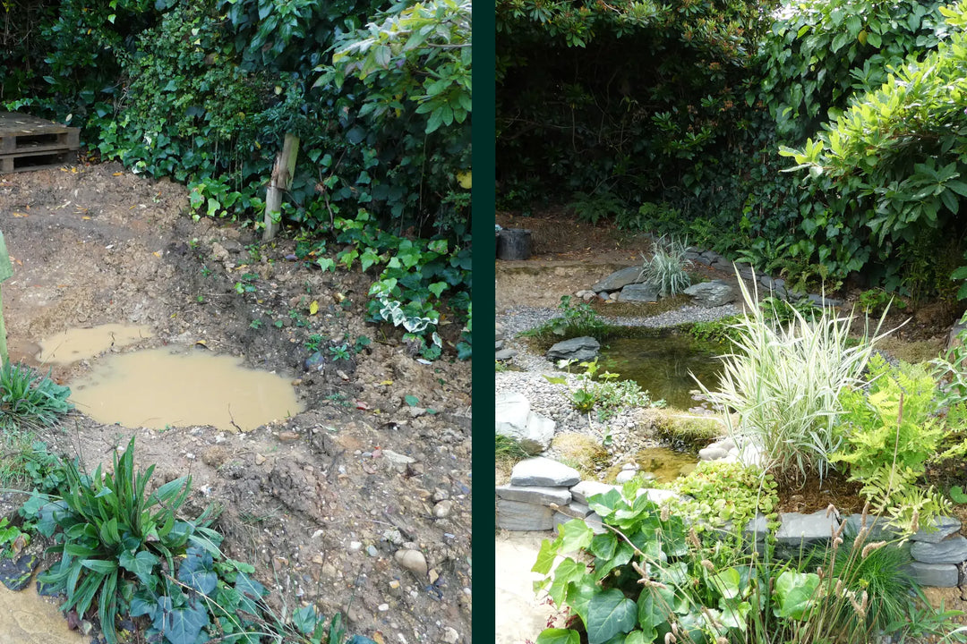 Trail Cam Collective: Transforming a Garden for Wildlife
