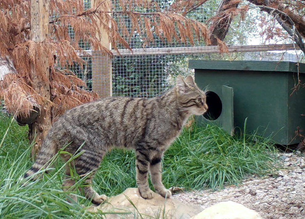 Surveying potential release sites for Scottish wildcats