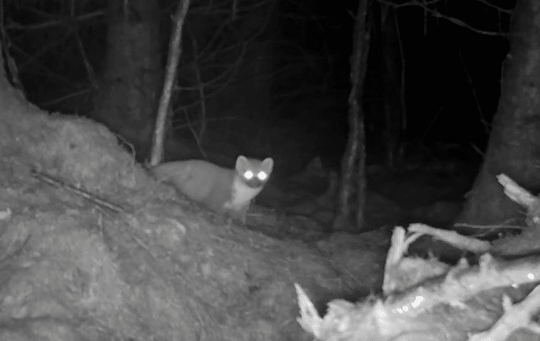 Our first trail camera footage of a pine marten in Yorkshire in 4 years