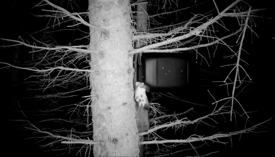 Surveying pine martens using feeding stations