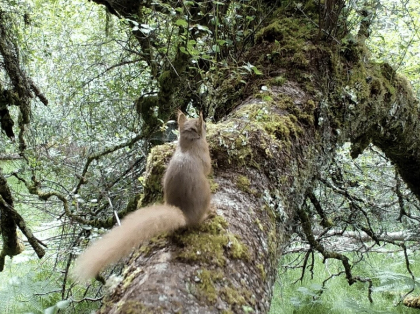 Can pine martens help to save red squirrels?