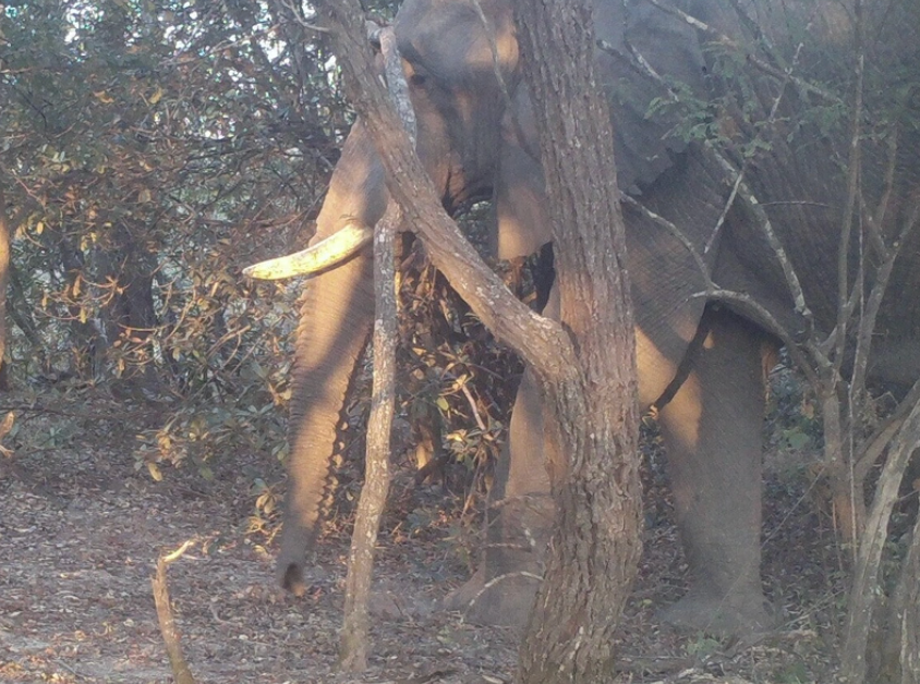 A snapshot of stunning Zambian wildlife