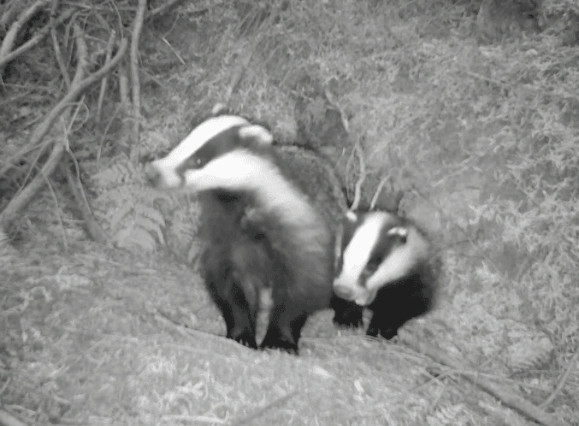 How does human activity affect badgers?