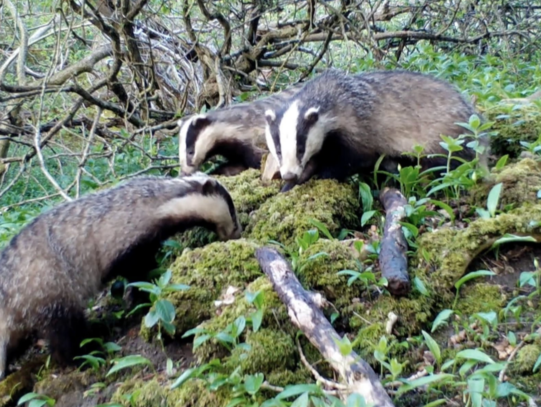 Top 5 trail camera captures - Badgers