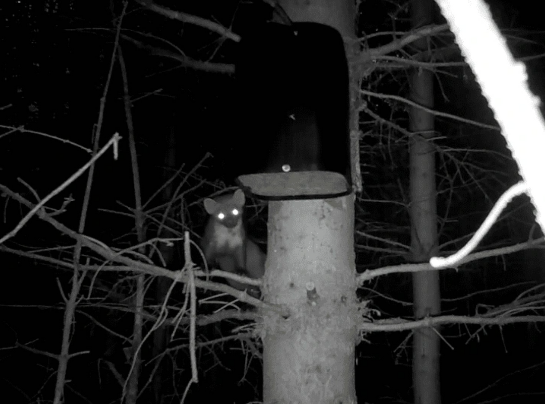 Yorkshire Pine Marten Project update 2022