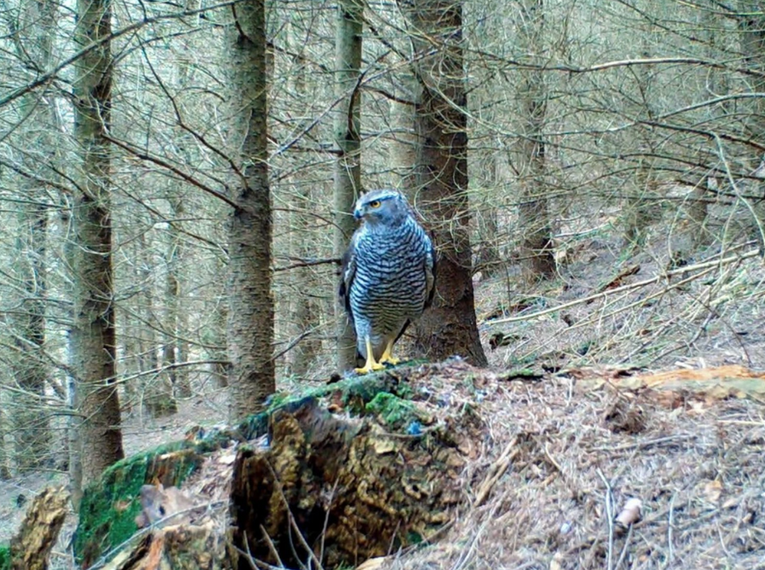 Agile and powerful goshawks - Yorkshire Species Spotlight