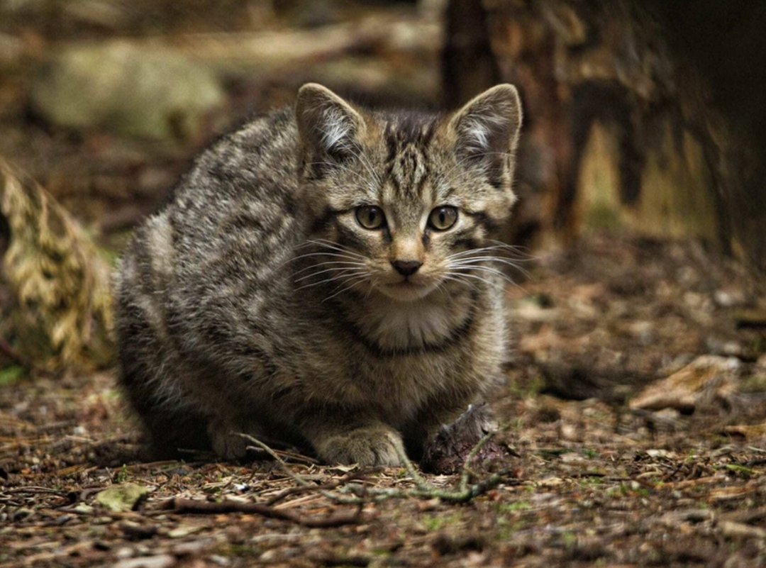 Scottish wildcat kittens!