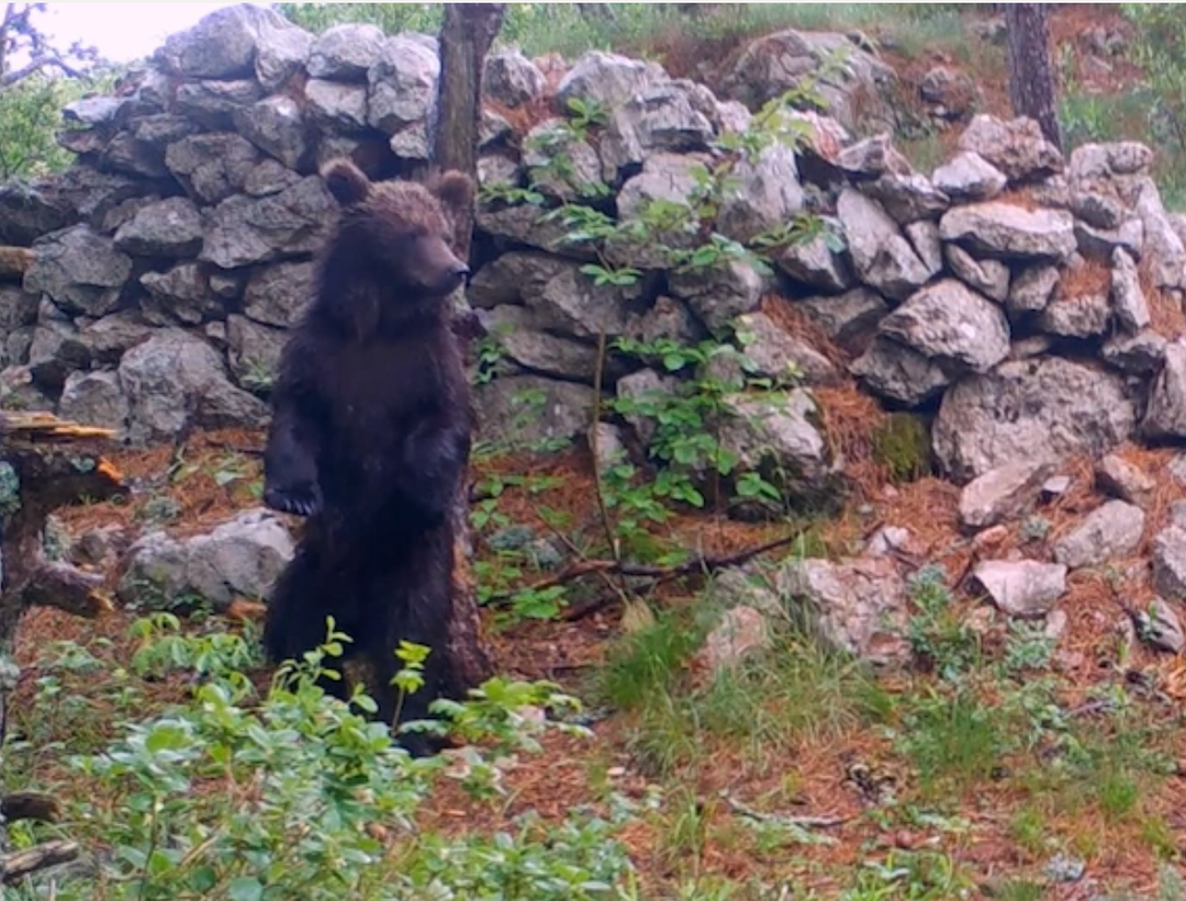 A trail camera hotspot for large carnivores in Croatia