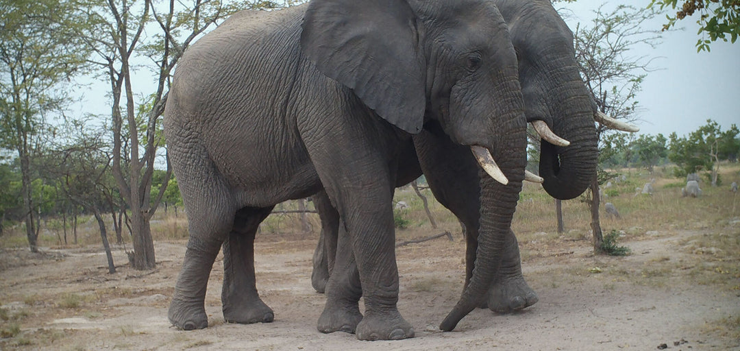 Capturing the Wild: Insights from trail cameras in Zambia