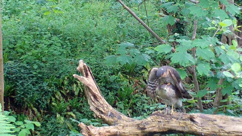 Sparrowhawks in a mid-Wales garden