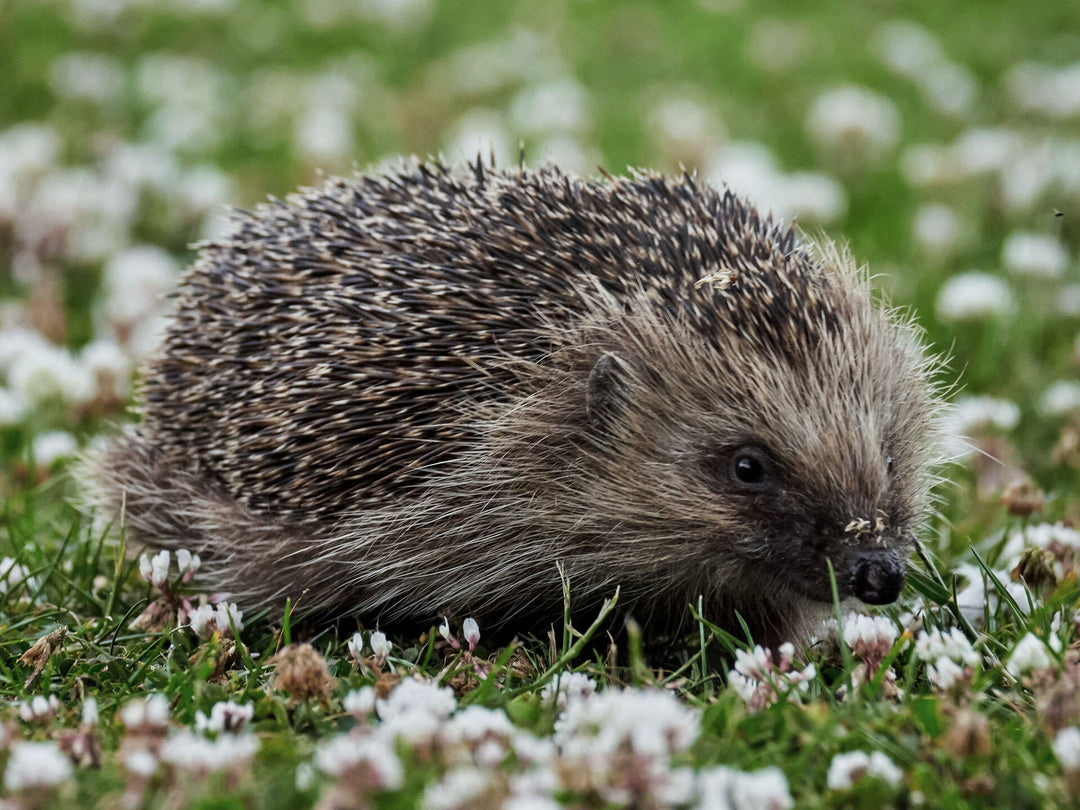 Help Hedgehogs: How Your Garden Camera Can Make a Difference