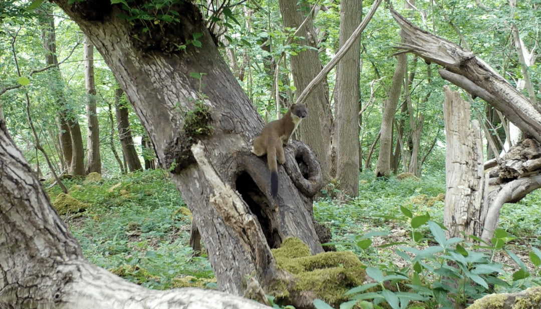 The differences between stoats and weasels