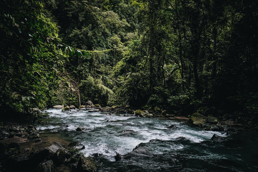 Trail Camera Tips for Heavy Rain and Rainforests