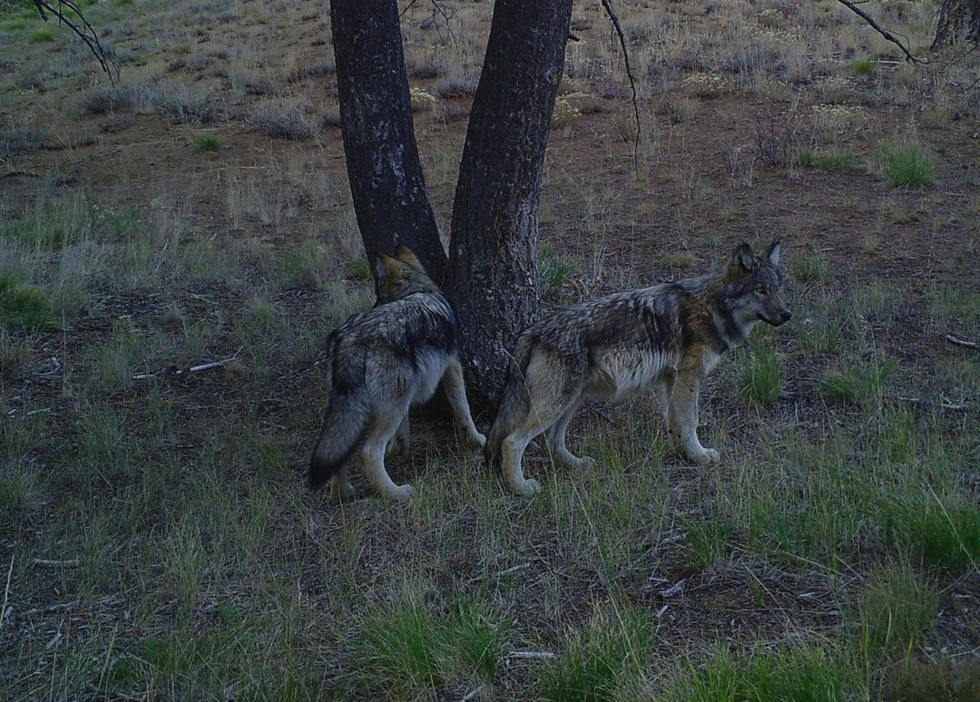 Say Hello to the Wood River Wolf Project!