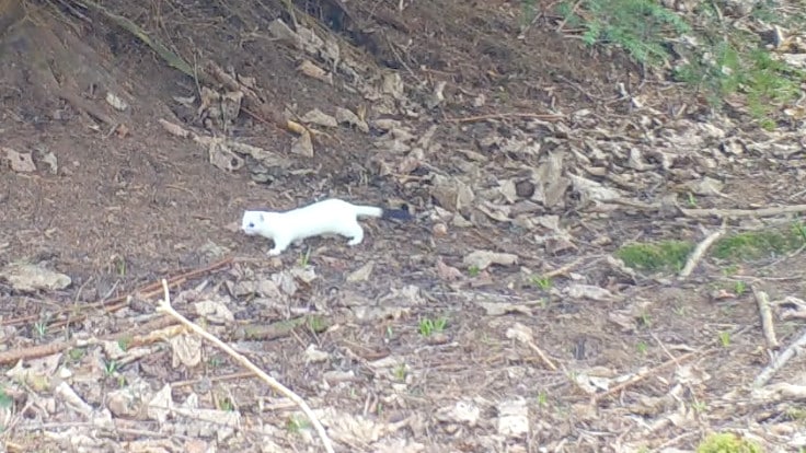 Why do stoats turn white in winter?