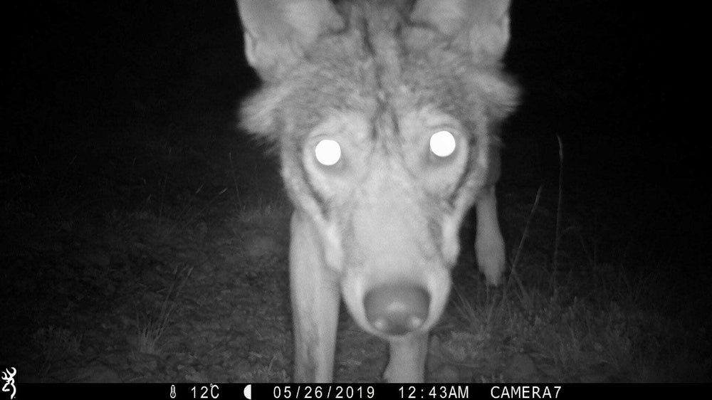 Wild wolf recreates staff photo in Croatia