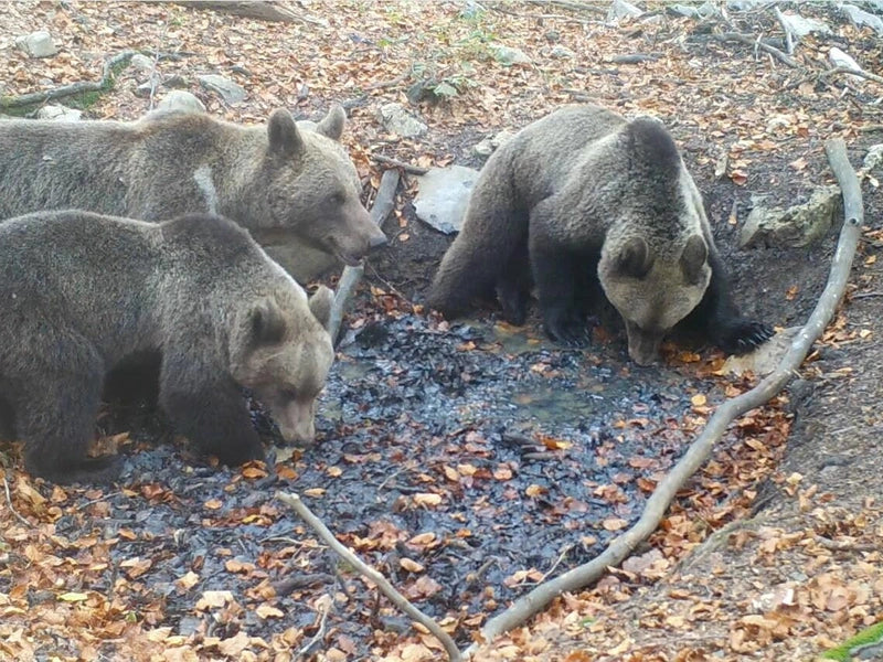 Wildlife oasis: Bears, lynx and wildcats quench their thirst