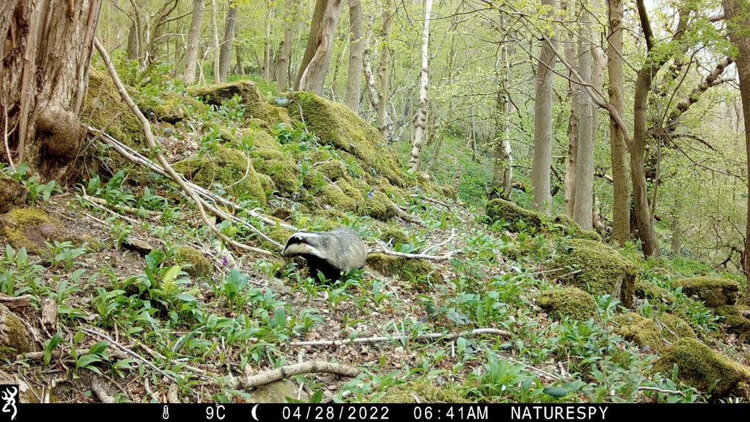 How to Create Wildlife Records from Trail Camera Footage