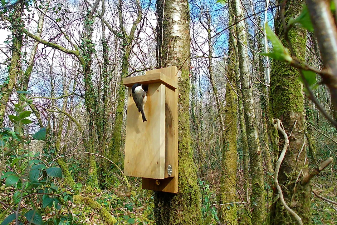 Trail Cam Collective: From Generalists to Specialists