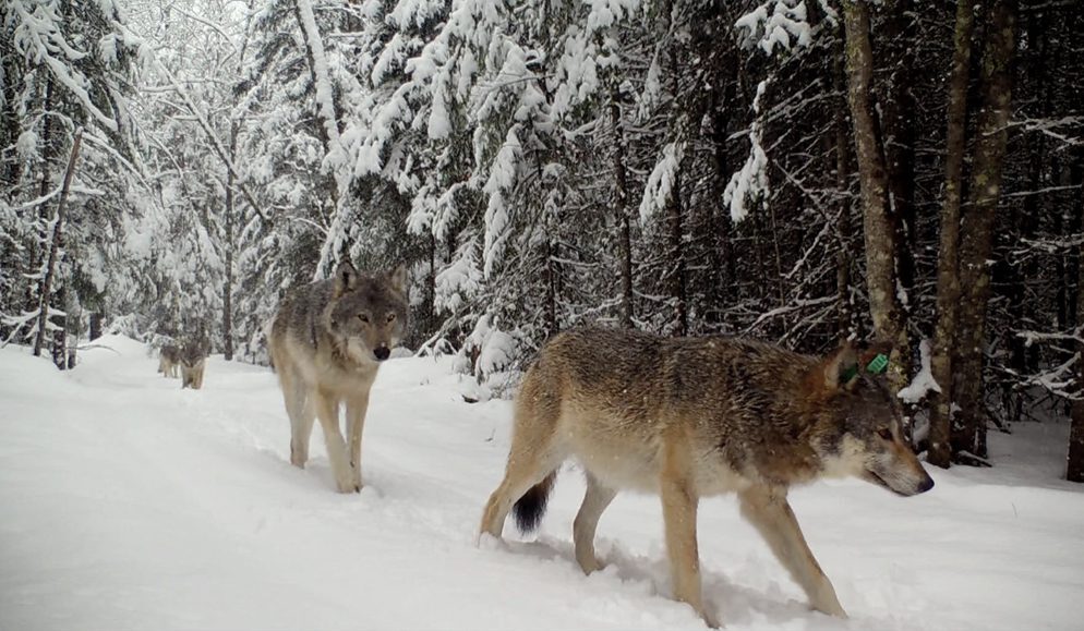 Challenging winter weather makes for stunning wolf footage