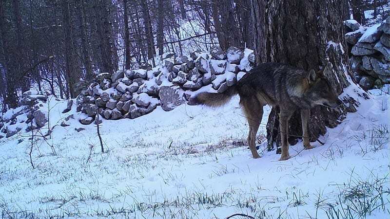 Wolf pack and lynx surprise from Croatia