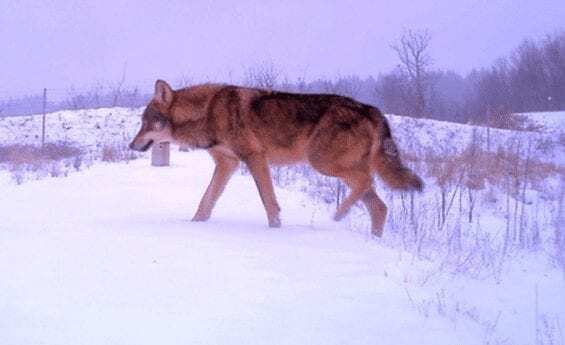 How do wolves move over motorways?