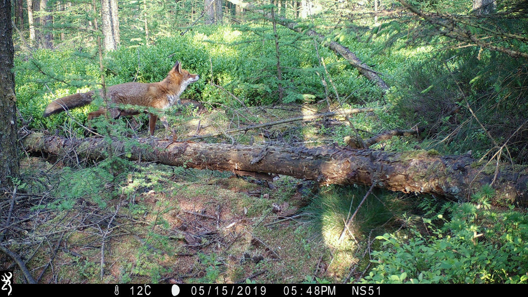 Top 5 trail camera captures - Foxes