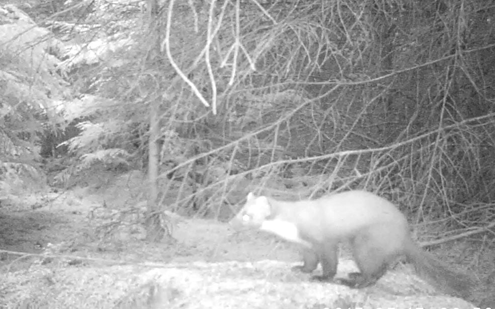 NatureSpy find the Yorkshire pine marten!