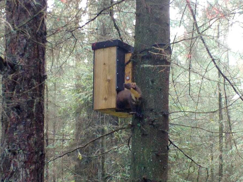 Chatting about Yorkshire’s pine martens on The Forestry England Podcast