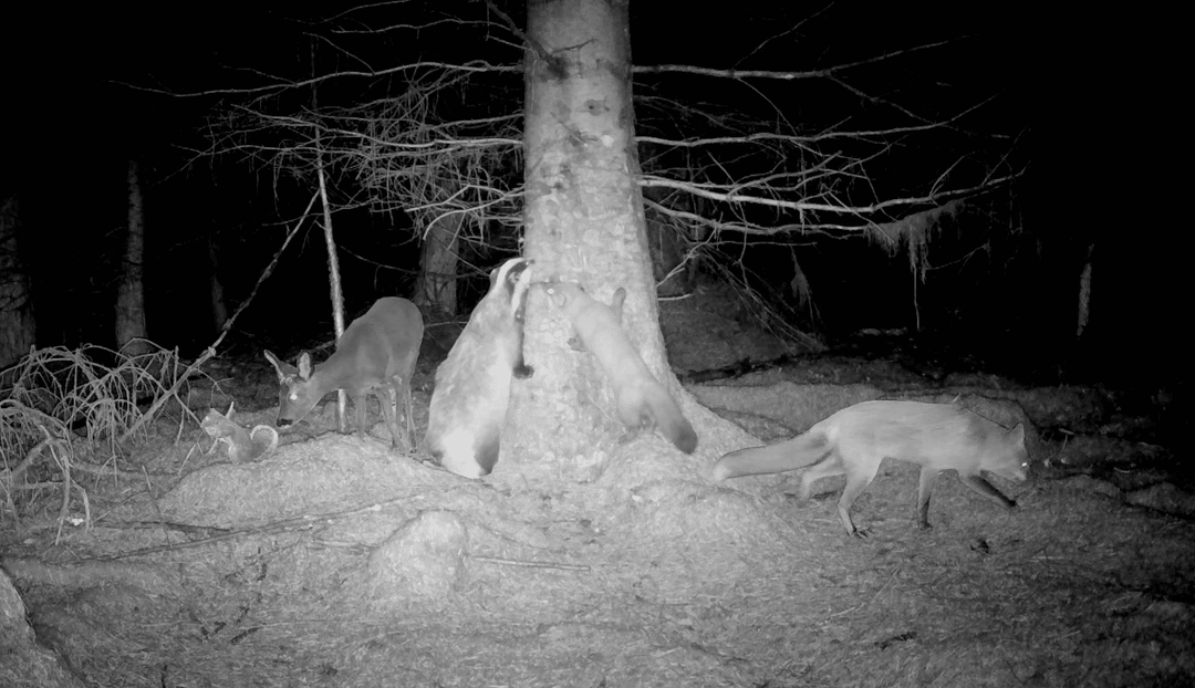 How big is a pine marten?