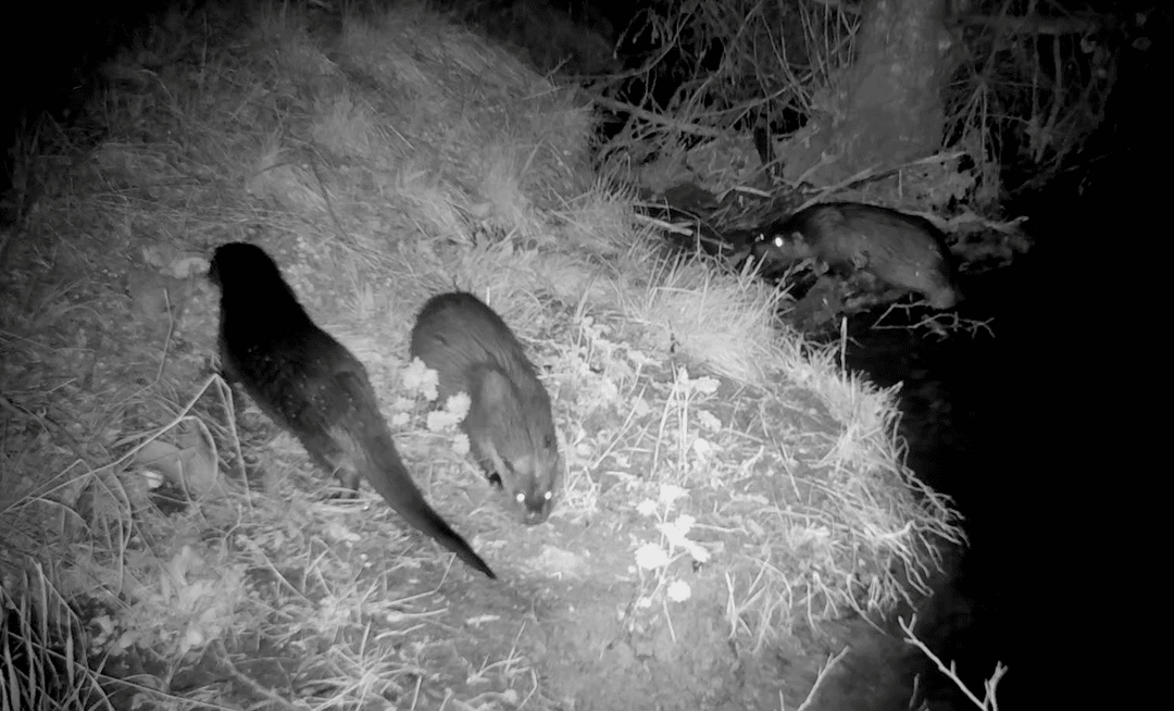 Playful otters eating fish and foraging together