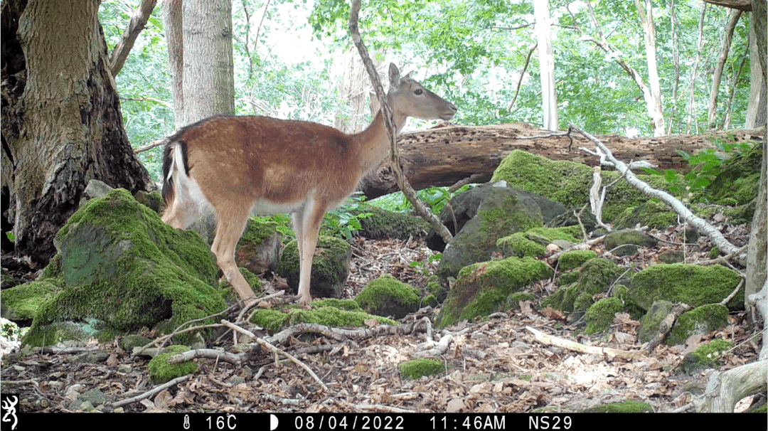 What are the deer species in Yorkshire?