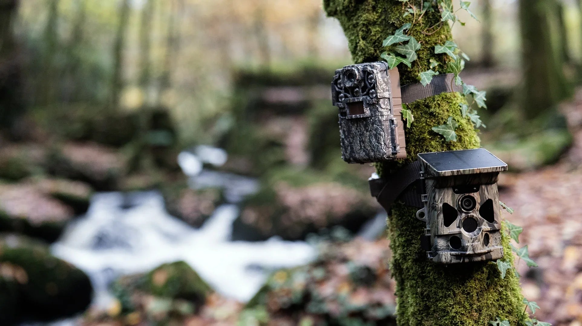 Our favourite wildlife camera traps and trail cameras