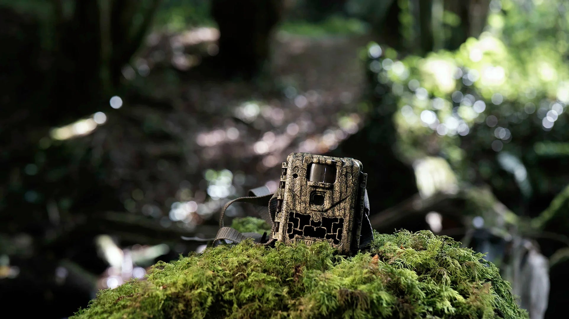 Best wildlife camera traps for beginners