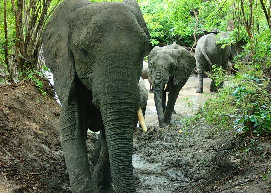 African Elephant captured in Liwonde National Park using Browning Recon Force Elite HP5 Ultra.