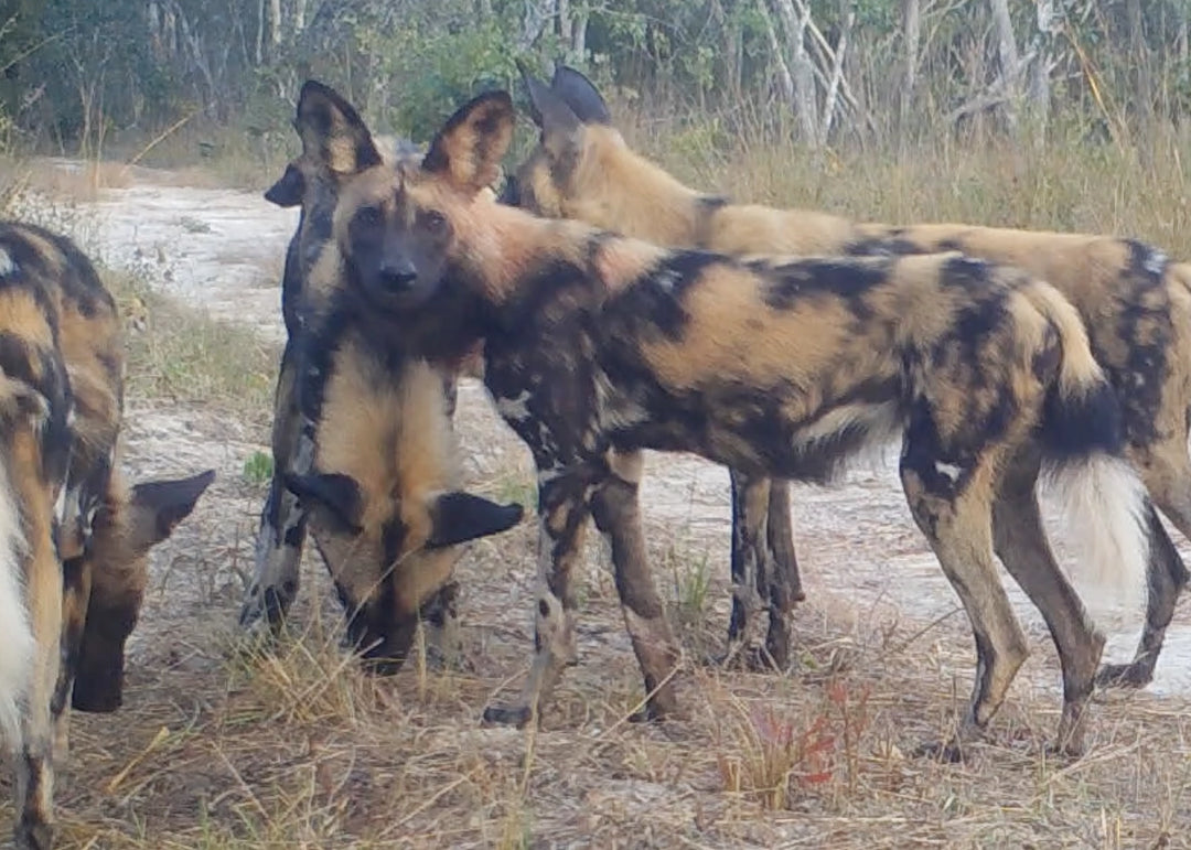 African wild dogs captured on Browning trail camera_Shinganda Wildlife Wilderness conservation project