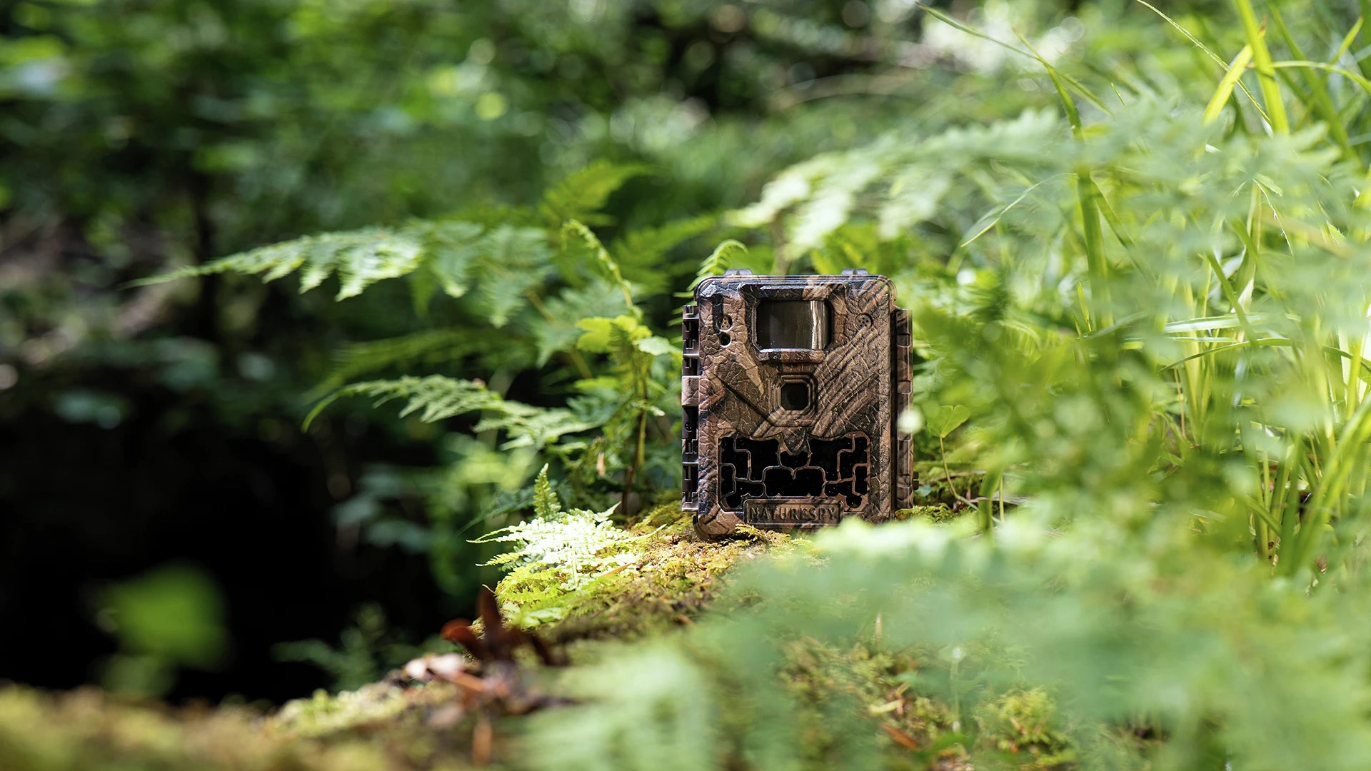 Best wildlife cameras for video quality