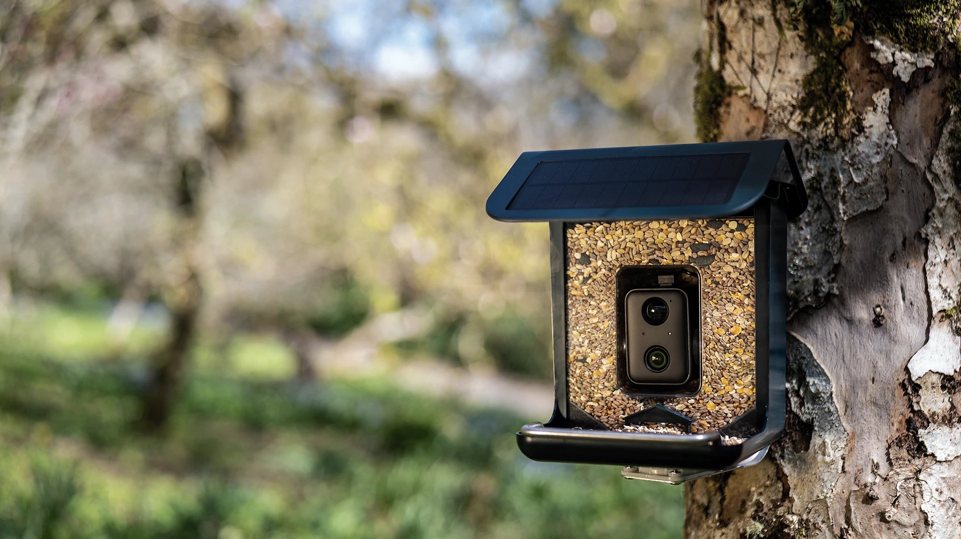 WiFi BirdCam Pro bird watching camera mounted on a tree