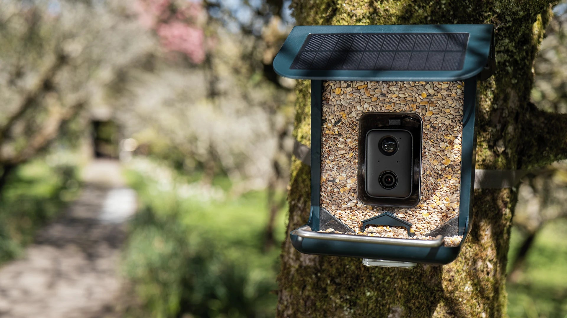 A solar-powered bird feeder mounted on a tree trunk in a garden setting, with a tray filled with birdseed and a bird feeder camera visible in the centre.