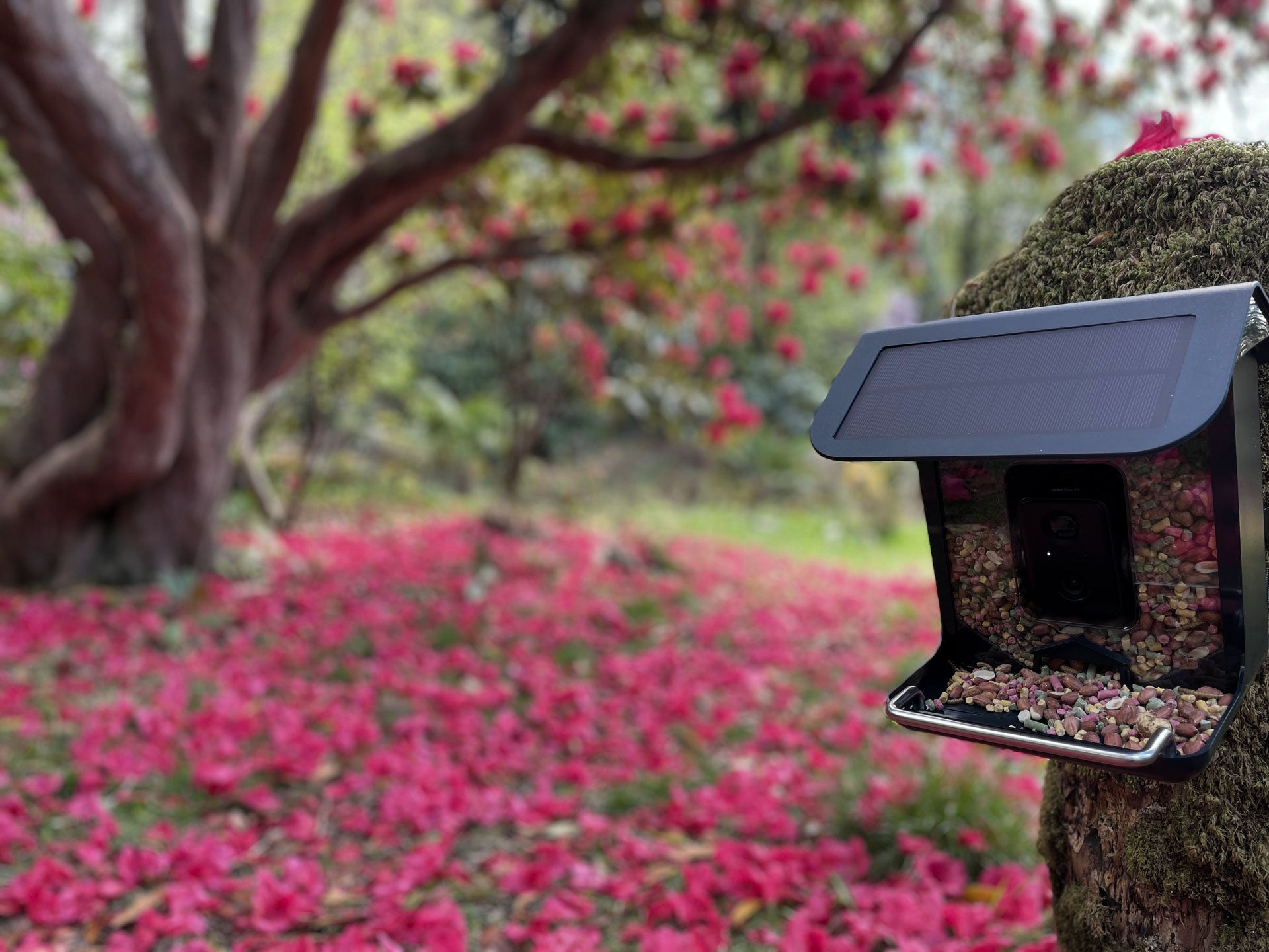 WiFi BirdCam Pro - Wifi Bird feeder camera