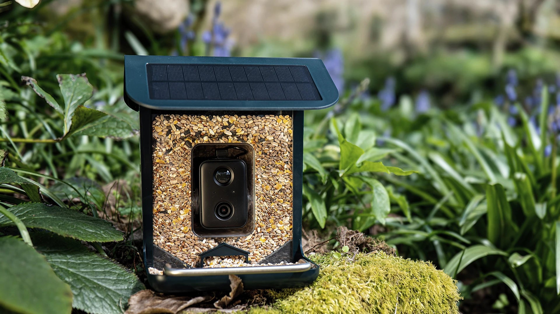 A NatureSpy solar-powered bird feeder camera placed outdoors on mossy ground, surrounded by green leaves and bluebells.