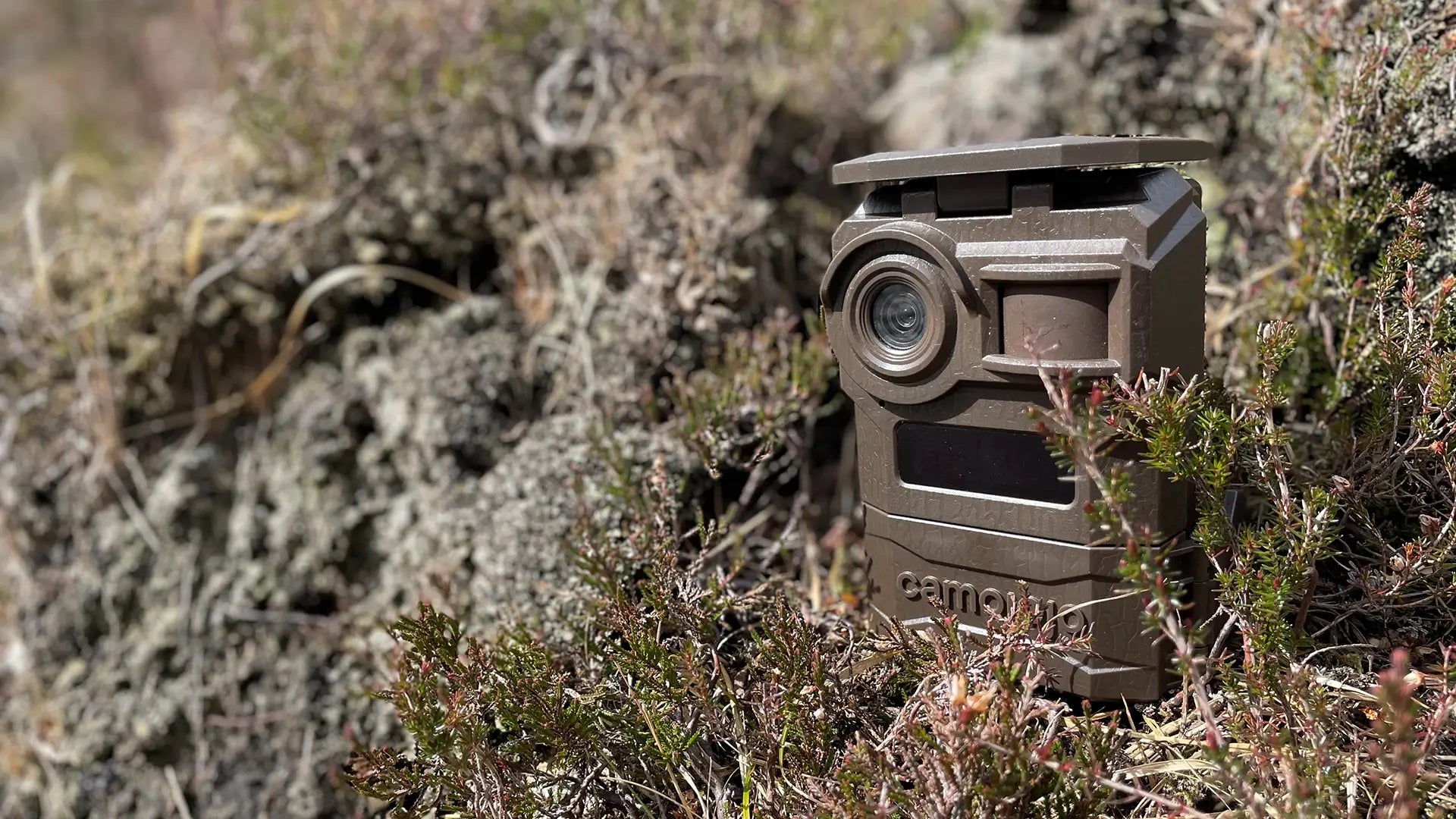 A Camojojo Trace 4G cellular wildlife camera sits amongst heather
