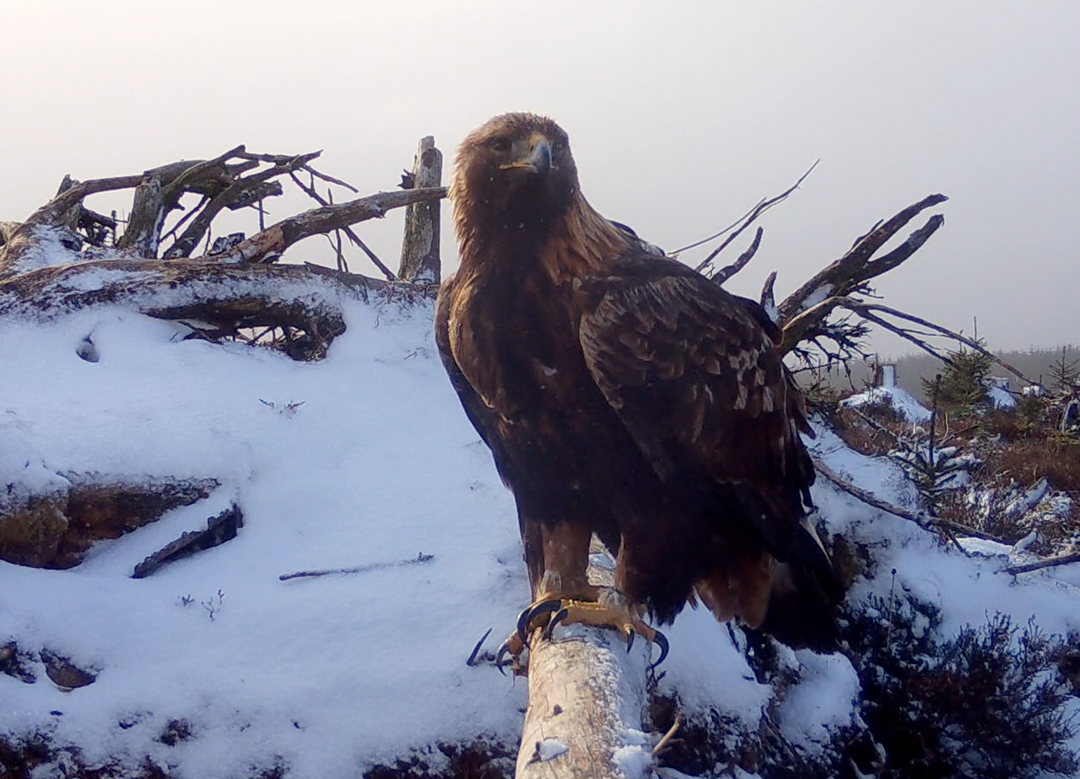 Golden eagle captured with Browning Recon Force Elite HP5 for South of Scotland Golden Eagle Project.