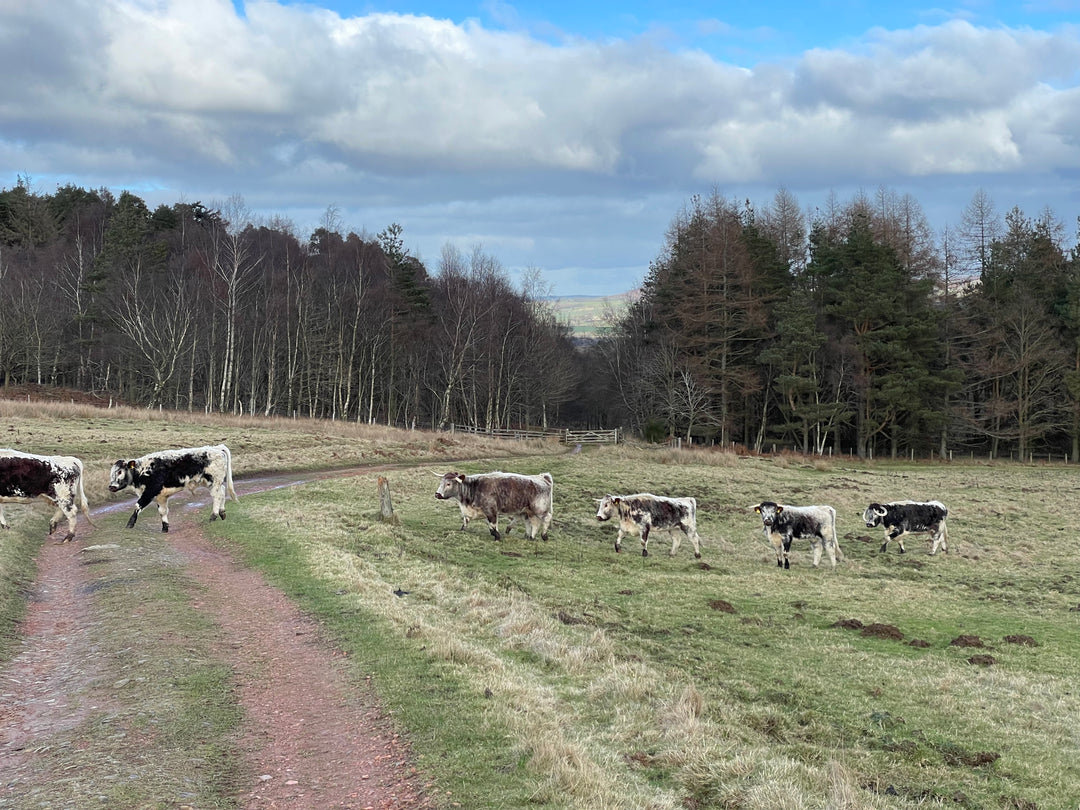 Long horn cattle at Hepple Wilds estate, Northumberland National Park.