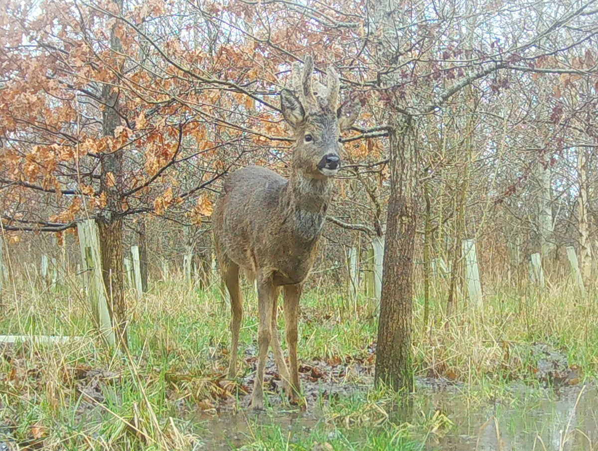 Species recorded