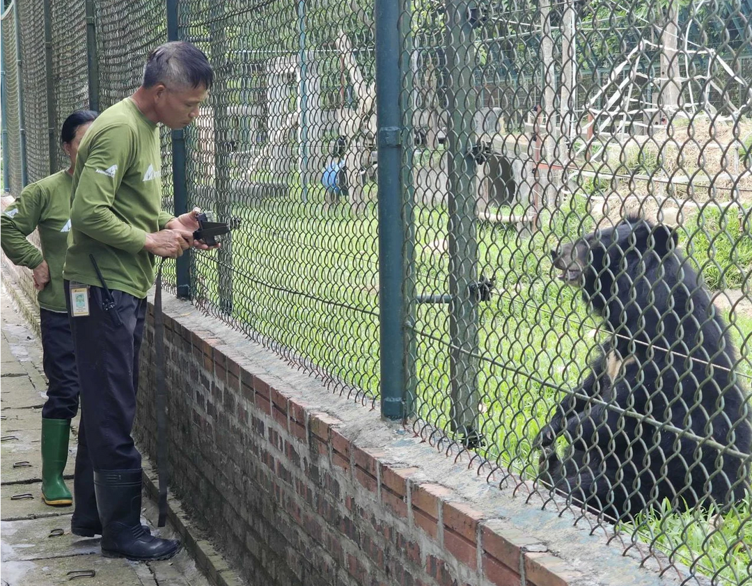 Wilder International partner, Animals Asia, setting up a camera trap to monitor a rescued moon bear. 