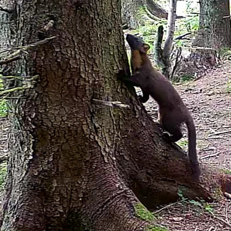 Pine marten climbing a tree on a camojojo 4G trail camera