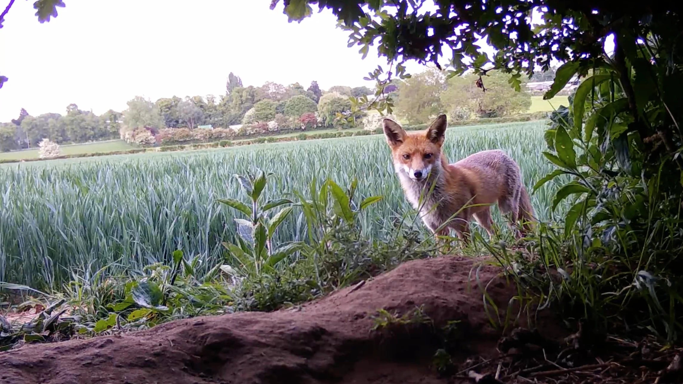 A year of watching wildlife be wild