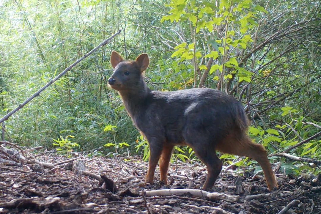 A Southern pudu in Nasampulli Reserve, a Rainforest Concern project.